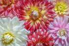 USA, Washington State, Seabeck. Dahlia flowers close-up. Art Print